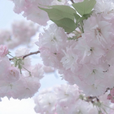 Furry二次元拟人美学福瑞群